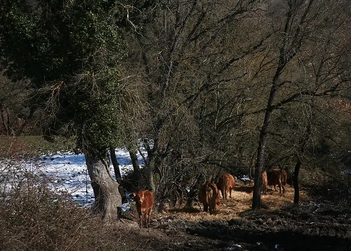 La Casa Vieja Pensionat Maturana